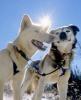 Sled dog racing dogs will hit the trail during the Dog Days of Winter on Sunday, March 9 - Photo courtesy of Dog Days of Winter